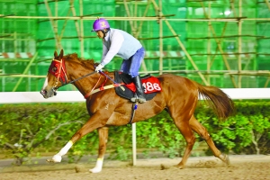 澳門今晚開特馬四不像圖，澳門特馬四不像圖今晚開獎結果