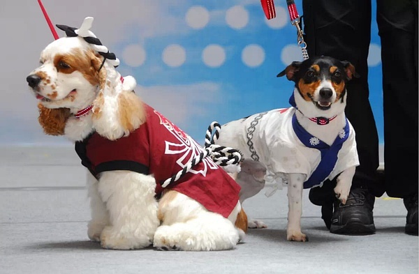 澳門新版狗狗跑圖,數(shù)據(jù)導向?qū)嵤┎襟E_29