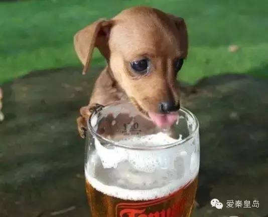 澳門資料免費大全集狗惡酒酸打一生肖，澳門資料免費大全集，生肖與狗惡酒酸之謎