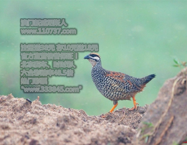 4949澳門(mén)今晚開(kāi)獎(jiǎng)結(jié)果家禽，澳門(mén)今晚開(kāi)獎(jiǎng)結(jié)果揭曉，家禽類(lèi)號(hào)碼揭曉