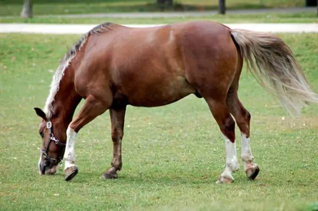 香港馬資料更新最快的——探索最新賽馬資訊，最新賽馬資訊探索，香港馬匹資料快速更新