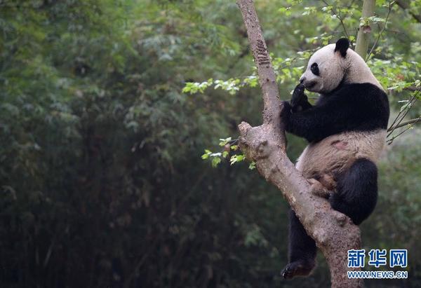 澳門四不像網(wǎng)鳳凰318，探索與解讀，澳門四不像網(wǎng)鳳凰318，深度探索與解讀