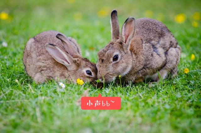 今晚新澳最準(zhǔn)確的生肖預(yù)測，運(yùn)勢揭秘與幸運(yùn)指南，今晚新澳生肖運(yùn)勢揭秘，精準(zhǔn)預(yù)測與幸運(yùn)指南