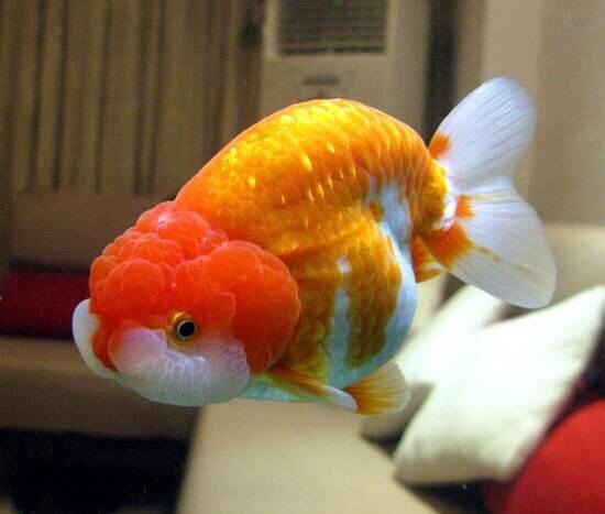 澳門(mén)特馬今晚開(kāi)獎(jiǎng)結(jié) 非洲鯽魚(yú)可以放在觀賞魚(yú)一起養(yǎng)嗎，澳門(mén)特馬今晚開(kāi)獎(jiǎng)結(jié)果與非洲鯽魚(yú)共養(yǎng)問(wèn)題解析