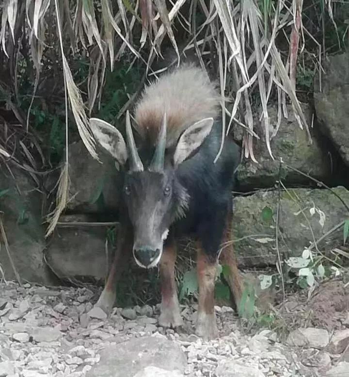 揭秘四不像特肖圖的神秘面紗，四不像特肖圖神秘面紗揭秘