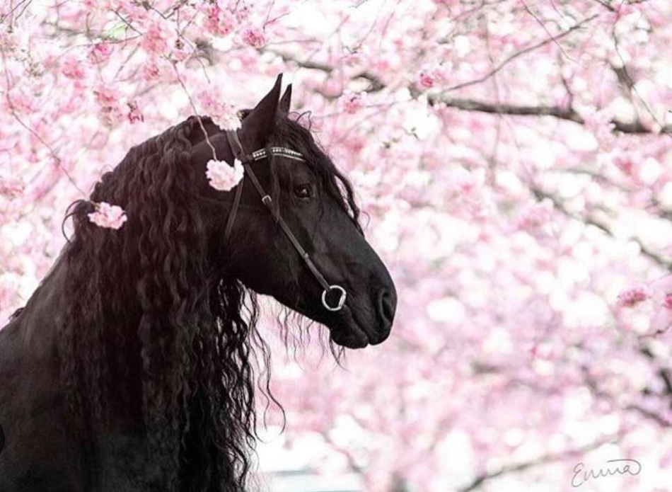今期特馬開(kāi)本期是什么意思，特馬開(kāi)本期揭曉，最新開(kāi)獎(jiǎng)?lì)A(yù)測(cè)分析