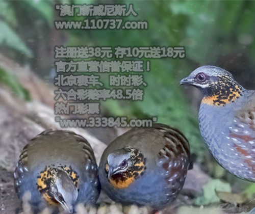 4949澳門今晚開獎結果家禽——深度解析與預測，4949澳門今晚開獎結果家禽，深度分析與預測報告